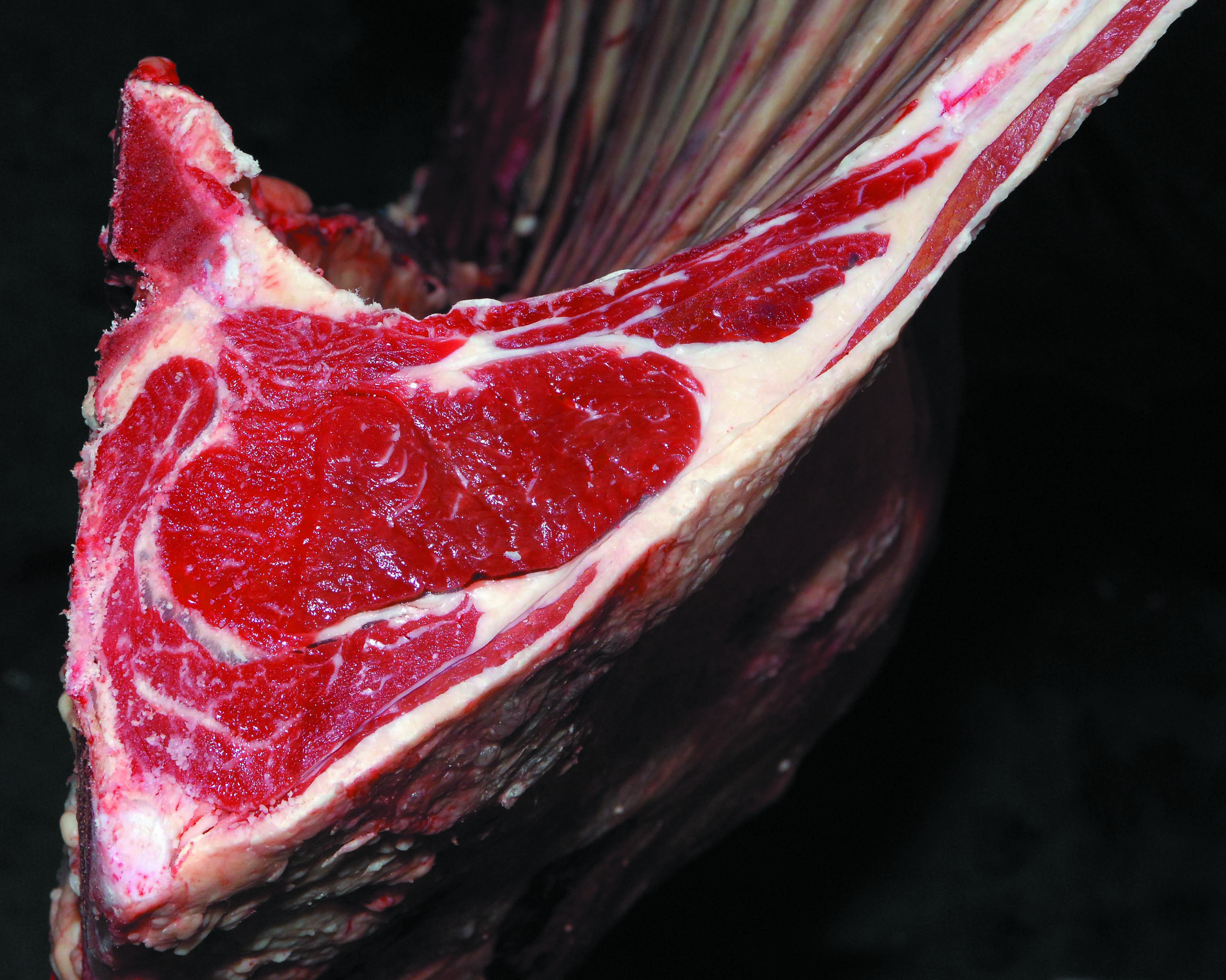 Cut of meat showing poor conformation. 